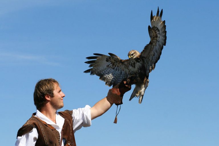 Der Falkner – ein traditionelles Berufsbild lebt wieder auf