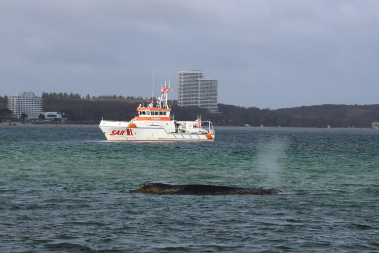 Seenotretter halfen bei Befreiung von gestrandetem Wal